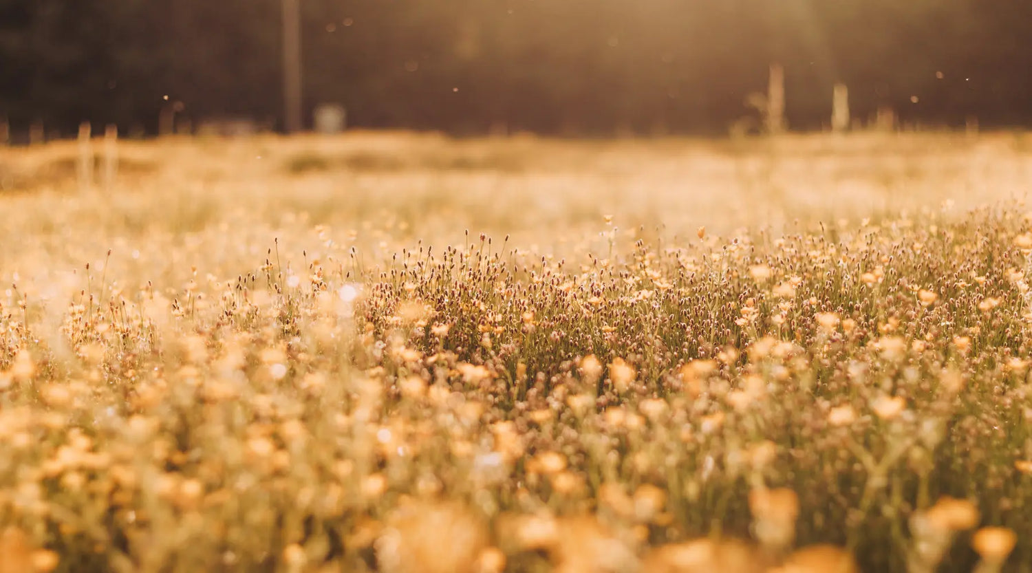 A golden field of wildflowers softly glowing in the warm evening sunlight, with a blurred background of trees and distant fence posts.