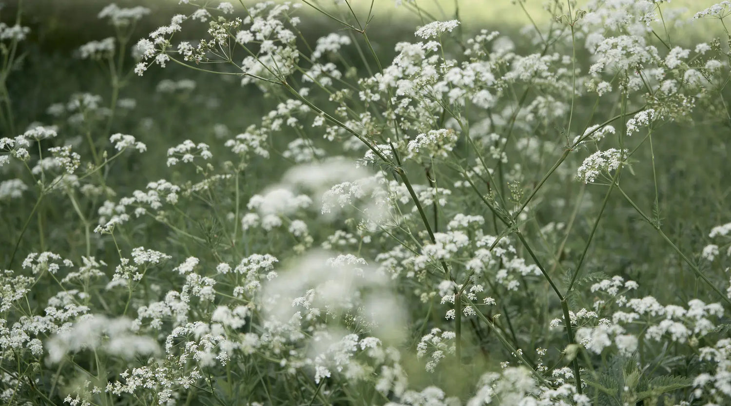 A serene field of white wildflowers in soft focus, surrounded by lush green grass and lit by gentle sunlight.
