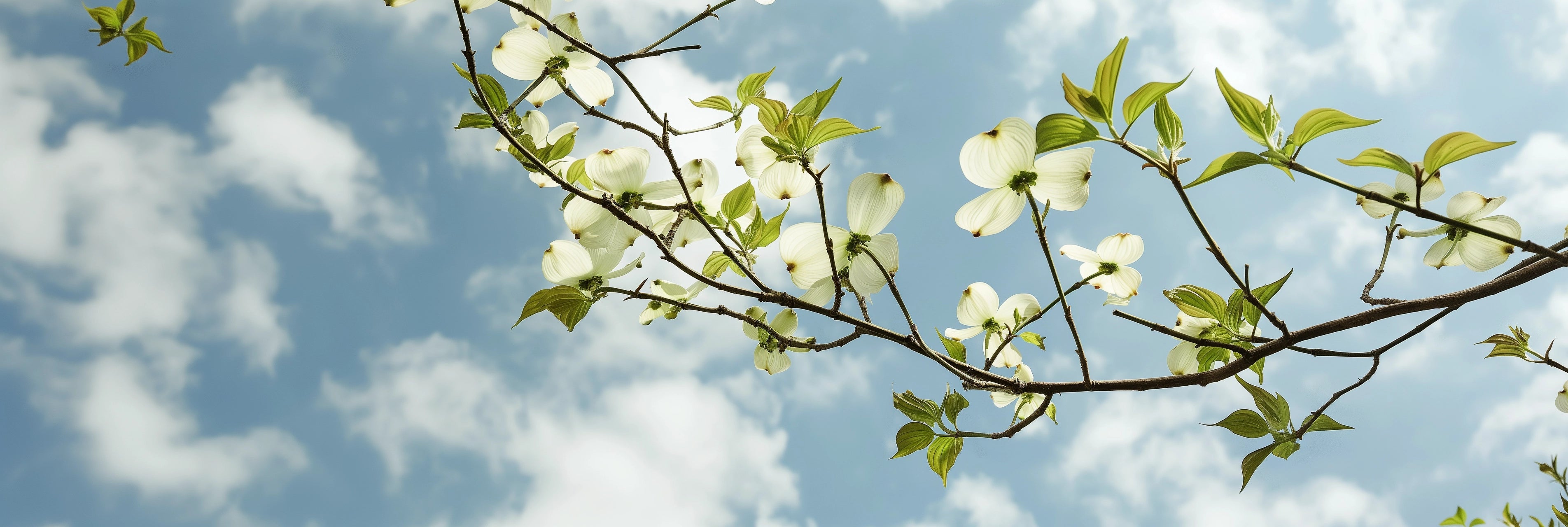 Spring Home Fragrance Collection