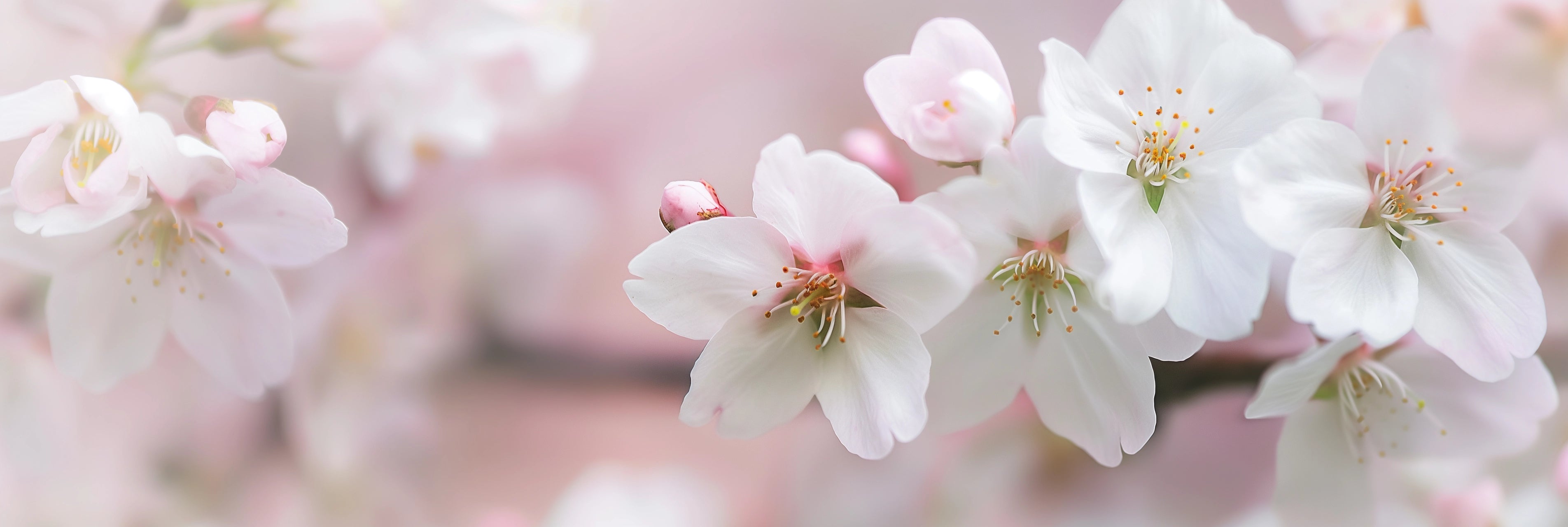 A closeup of delicate cherry blossoms in full bloom