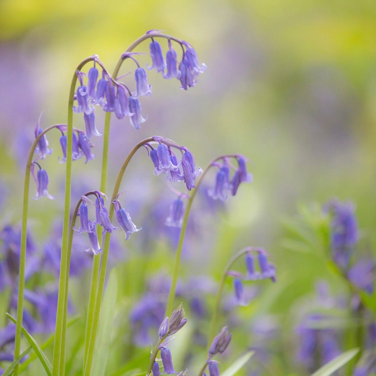 A close up of deep purple wild bluebells.