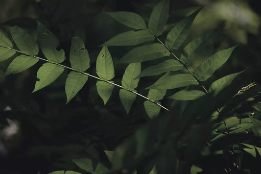 Close-up of lush green leaves in soft natural light, symbolising nature, sustainability, and plant-based ingredients.