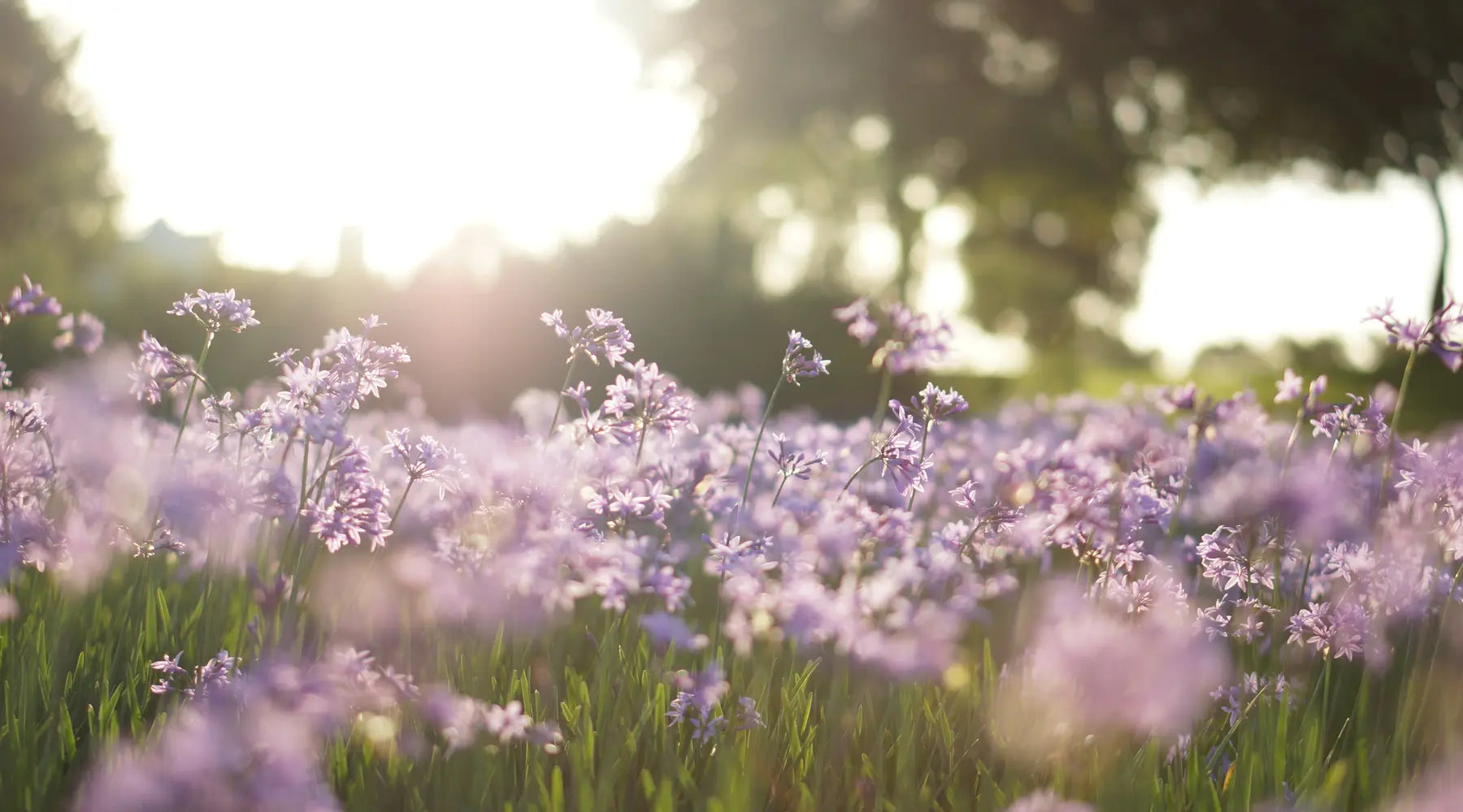 Bright sunlight over a field of lavender