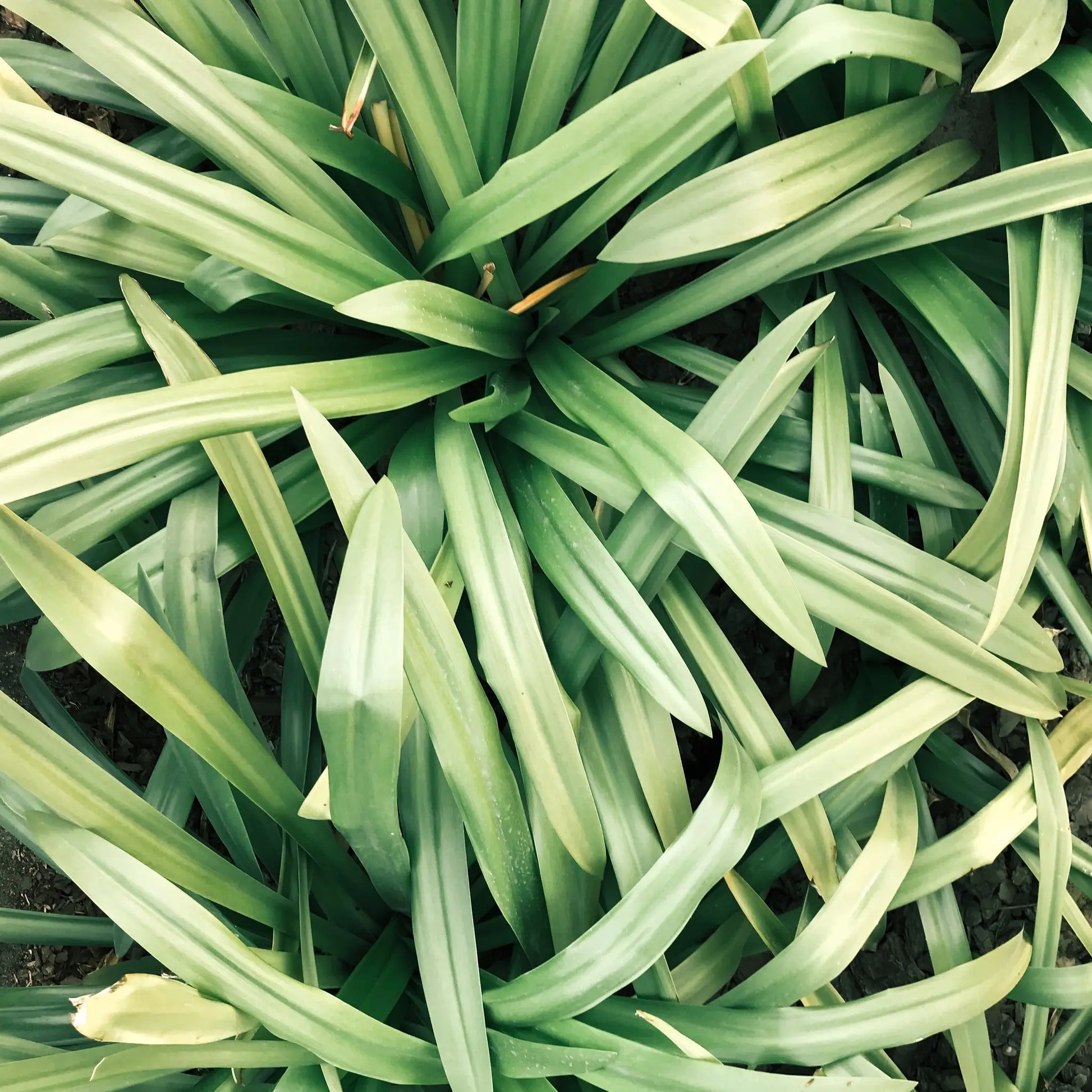 Zoomed in on a bed of fresh lemongrass.