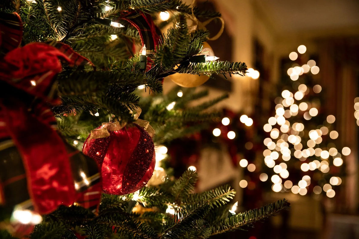 A close up of a Christmas tree with another blurred in the background