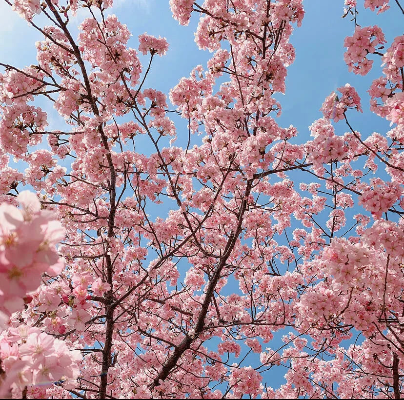 A bright pink cherry blossom tree with a bright blue sky in the backdrop.