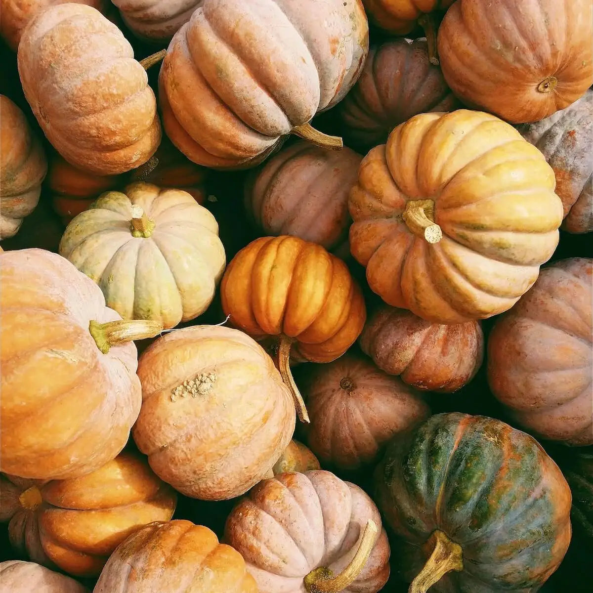 A bed of pumpkins of various colours and sizes.