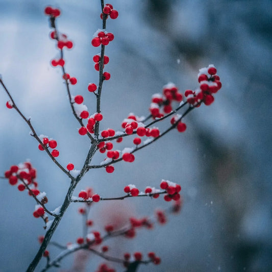 Frosted bright red berries against a snowy wintery background
