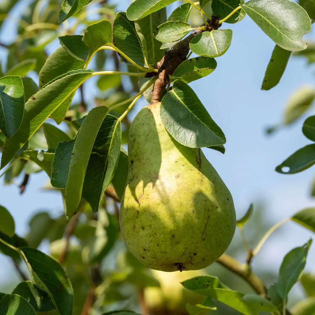A ripe pear in a pear tree.
