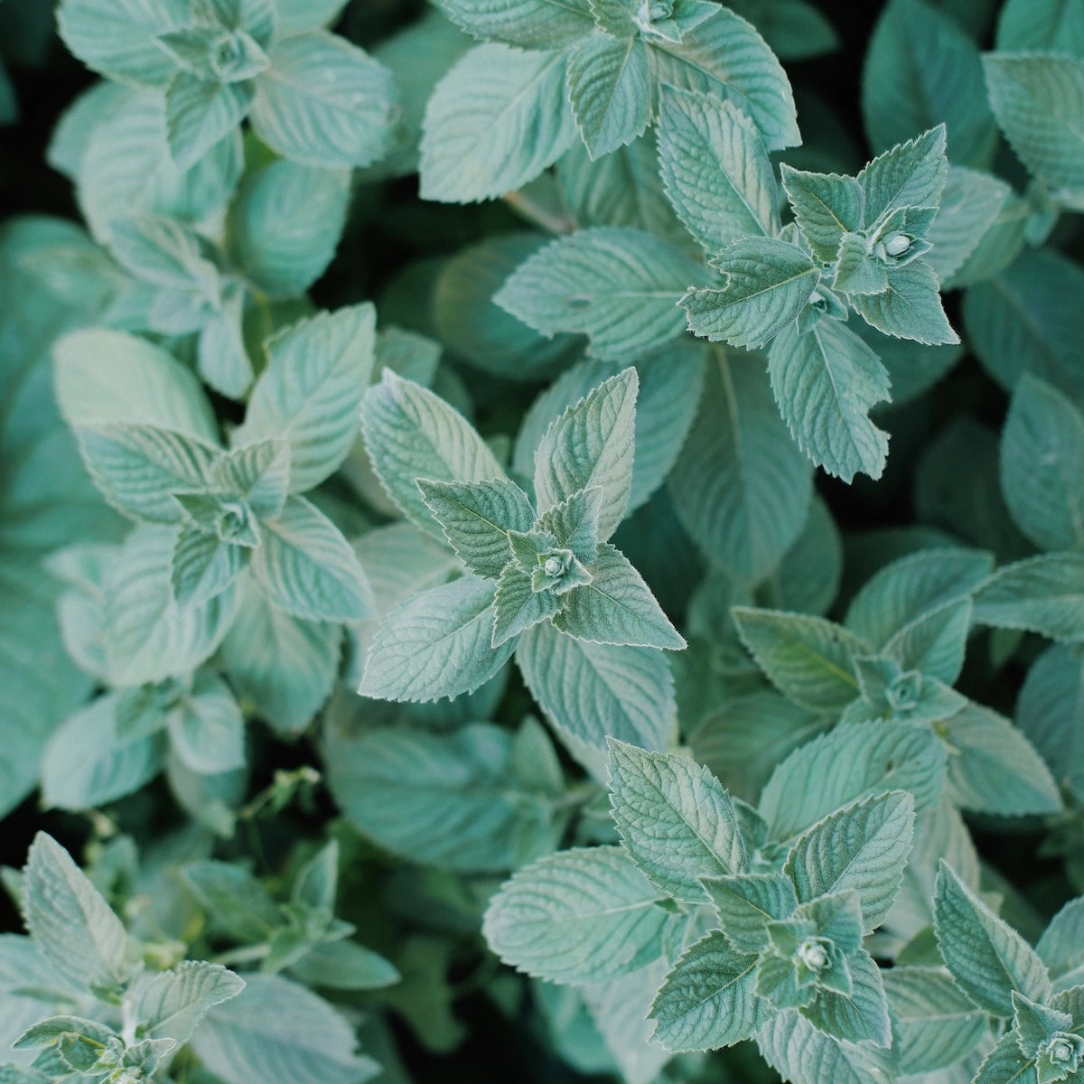 A close up of some deep green peppermint leaves.