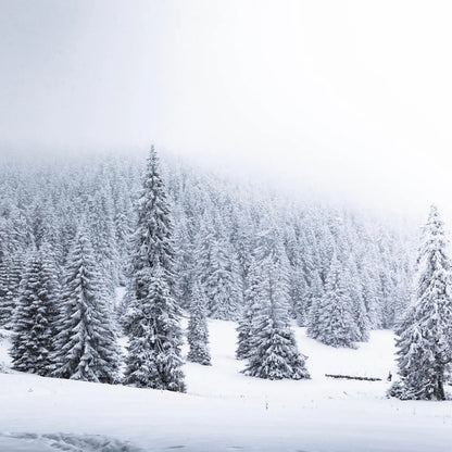 Snow covered pine trees on a blanket of snow covered ground.