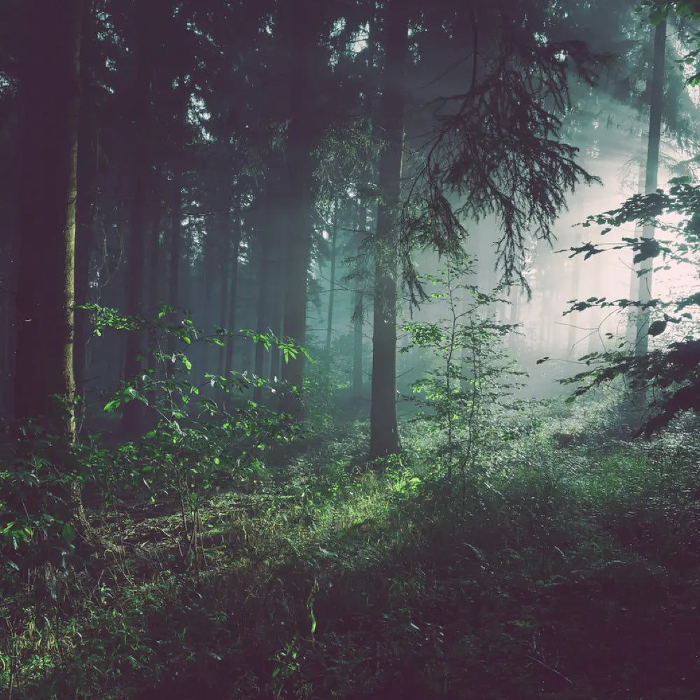 A deep green forest with sun cracking through the trees.