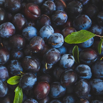 A scenic photo of a vast amount of damsons.