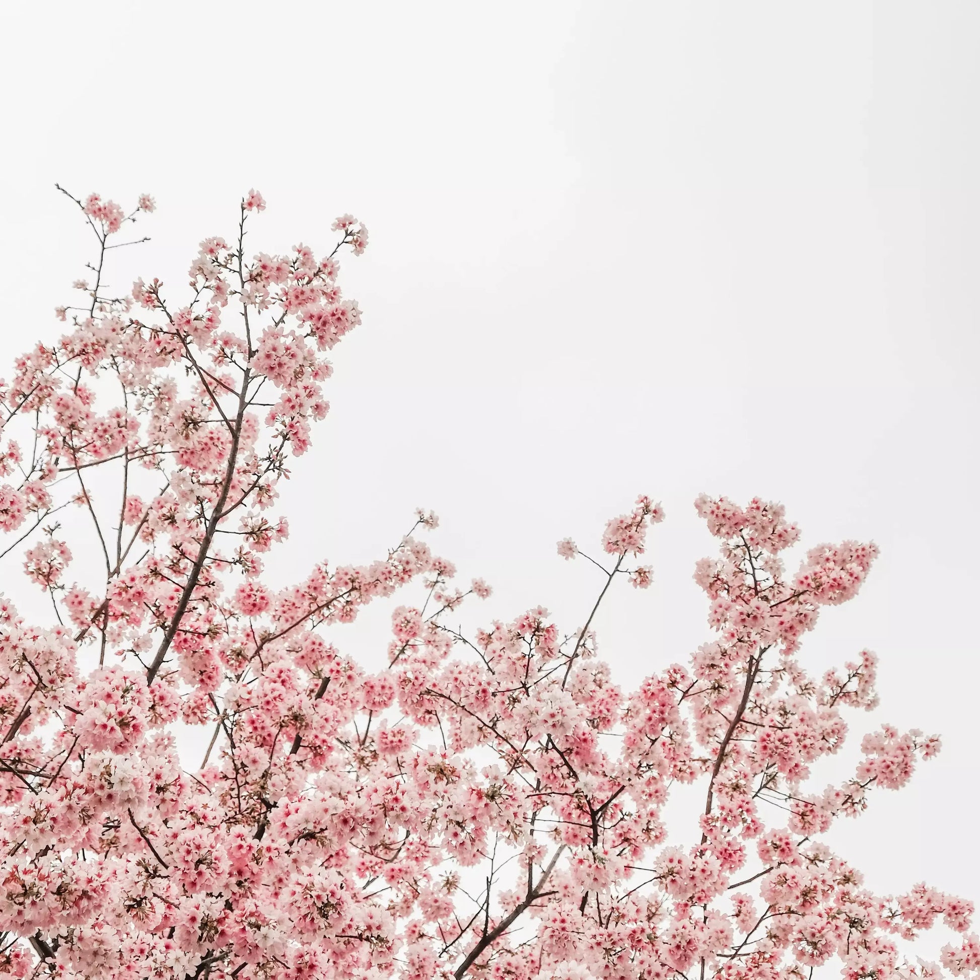 A clear white sky with a full cherry blossom tree in focus.