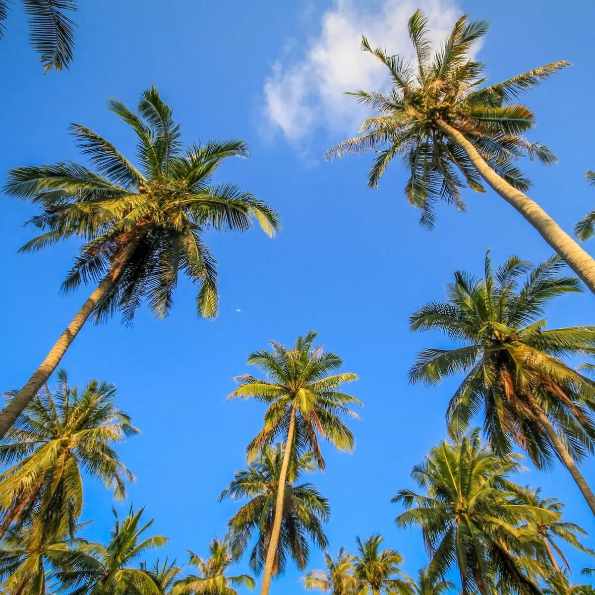 Looking up at some large ripe palm trees with the deep blue sky in the background.